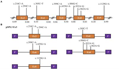 Six Exonic Variants in the SLC5A2 Gene Cause Exon Skipping in a Minigene Assay